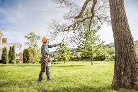 Professional Tree Care in Stevensville, MD