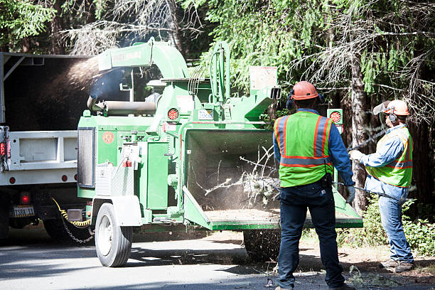 How Our Tree Care Process Works  in  Stevensville, MD